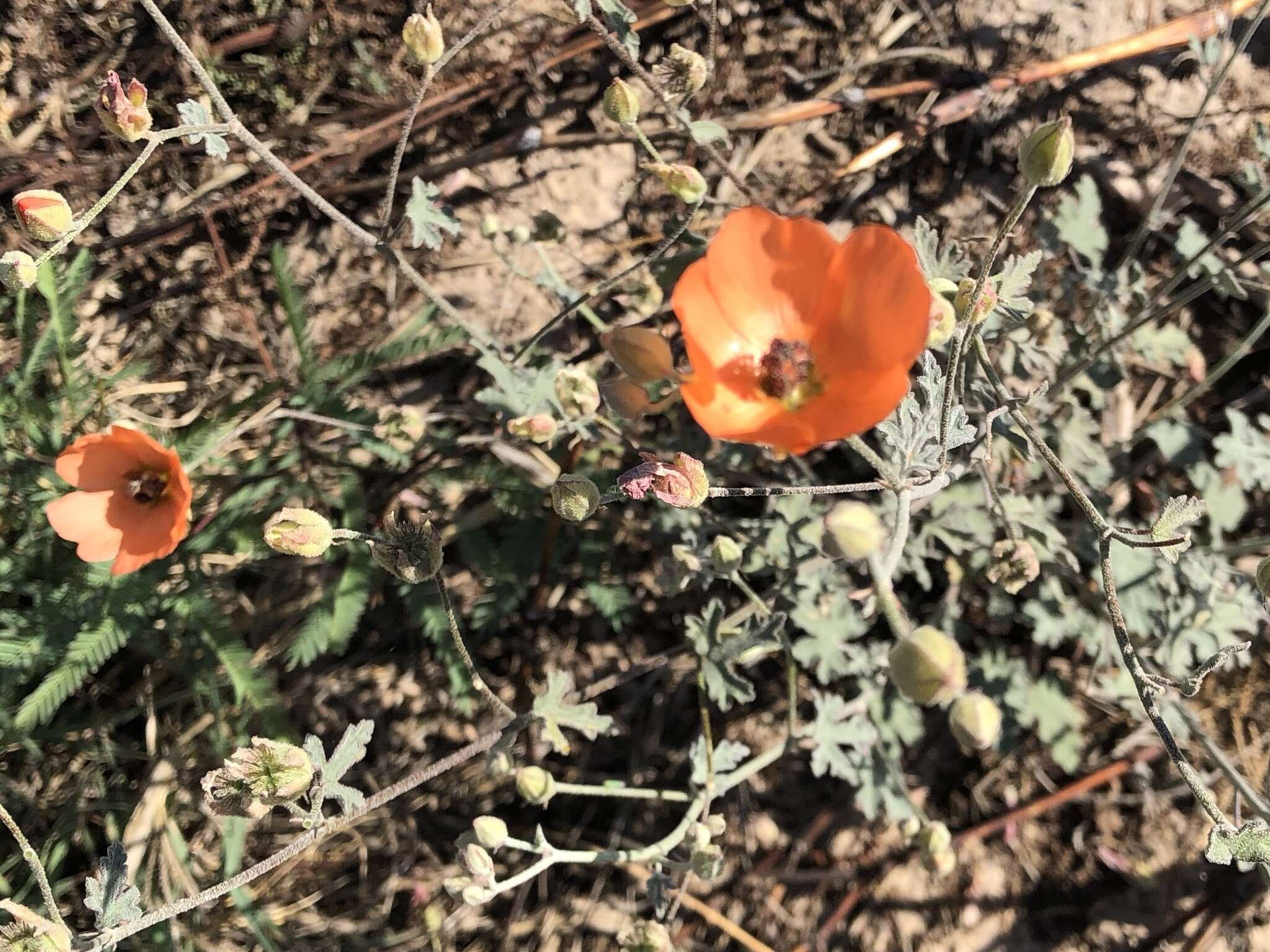 Image of Fendler's globemallow