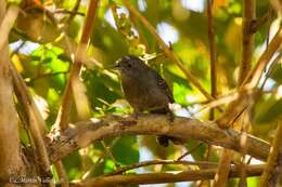 Image of Mato Grosso Antbird