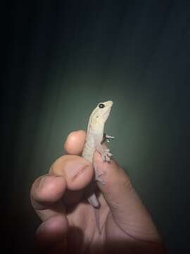 Image of Gehyra versicolor Hutchinson, Sistrom, Donnellan & Hutchinson 2014