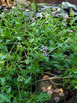 Image of Pinked Mistflower