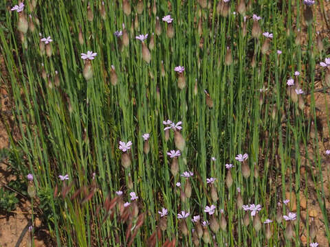 Image of Proliferous Pink