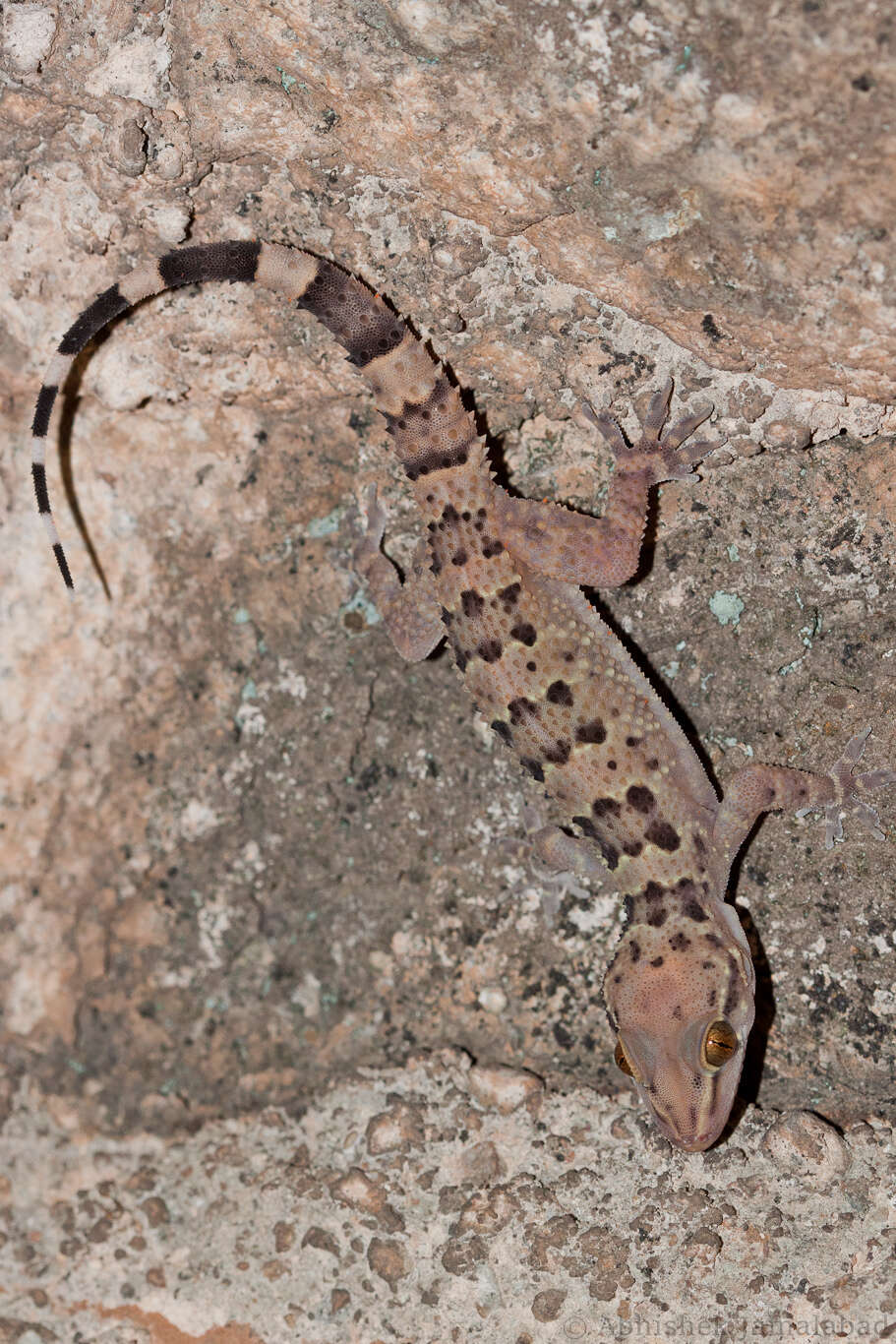 Image of Spotted Leaf-toed Gecko