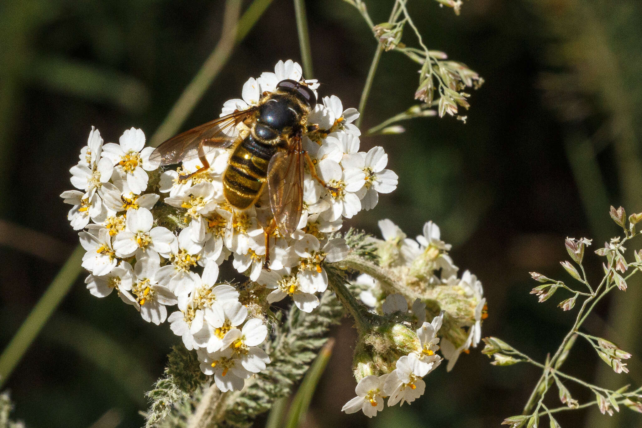 Imagem de Hadromyia pulchra (Williston 1882)