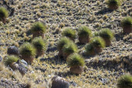 Image de Puya raimondii Harms