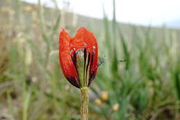 Image of Papaver minus (Bél.) Meikle