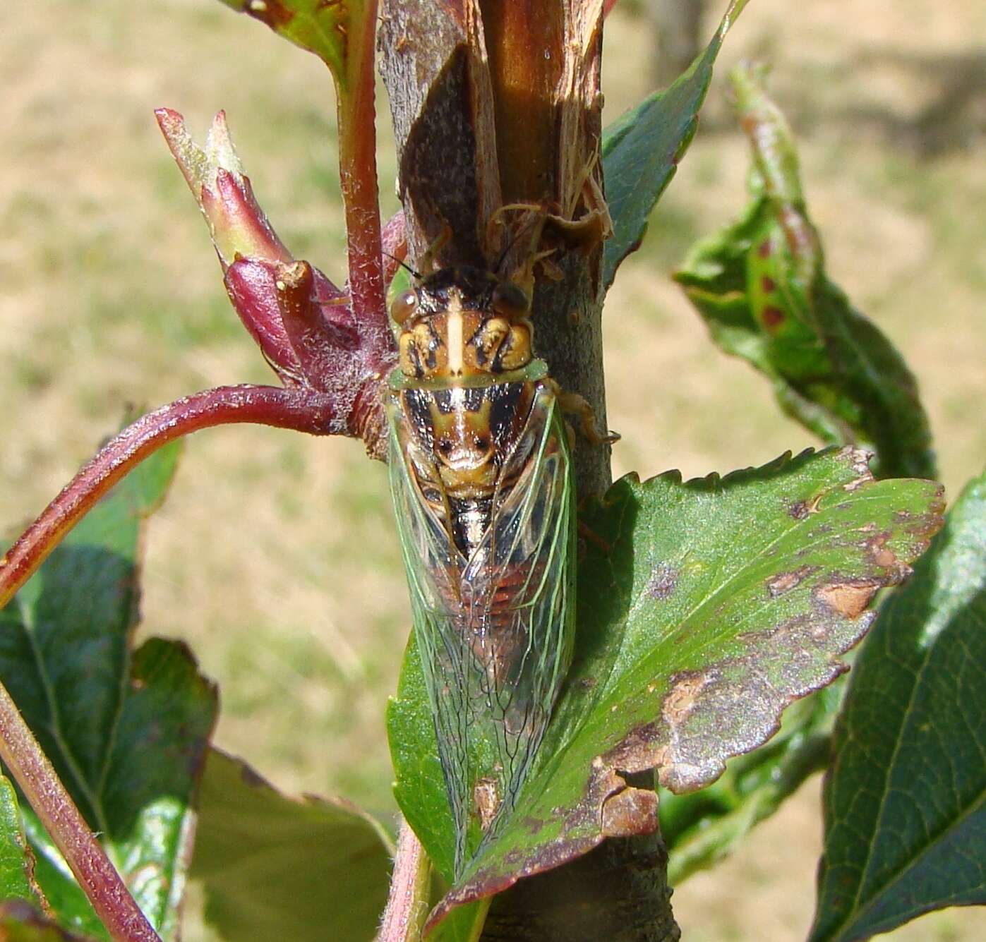 Image of blood redtail cicada