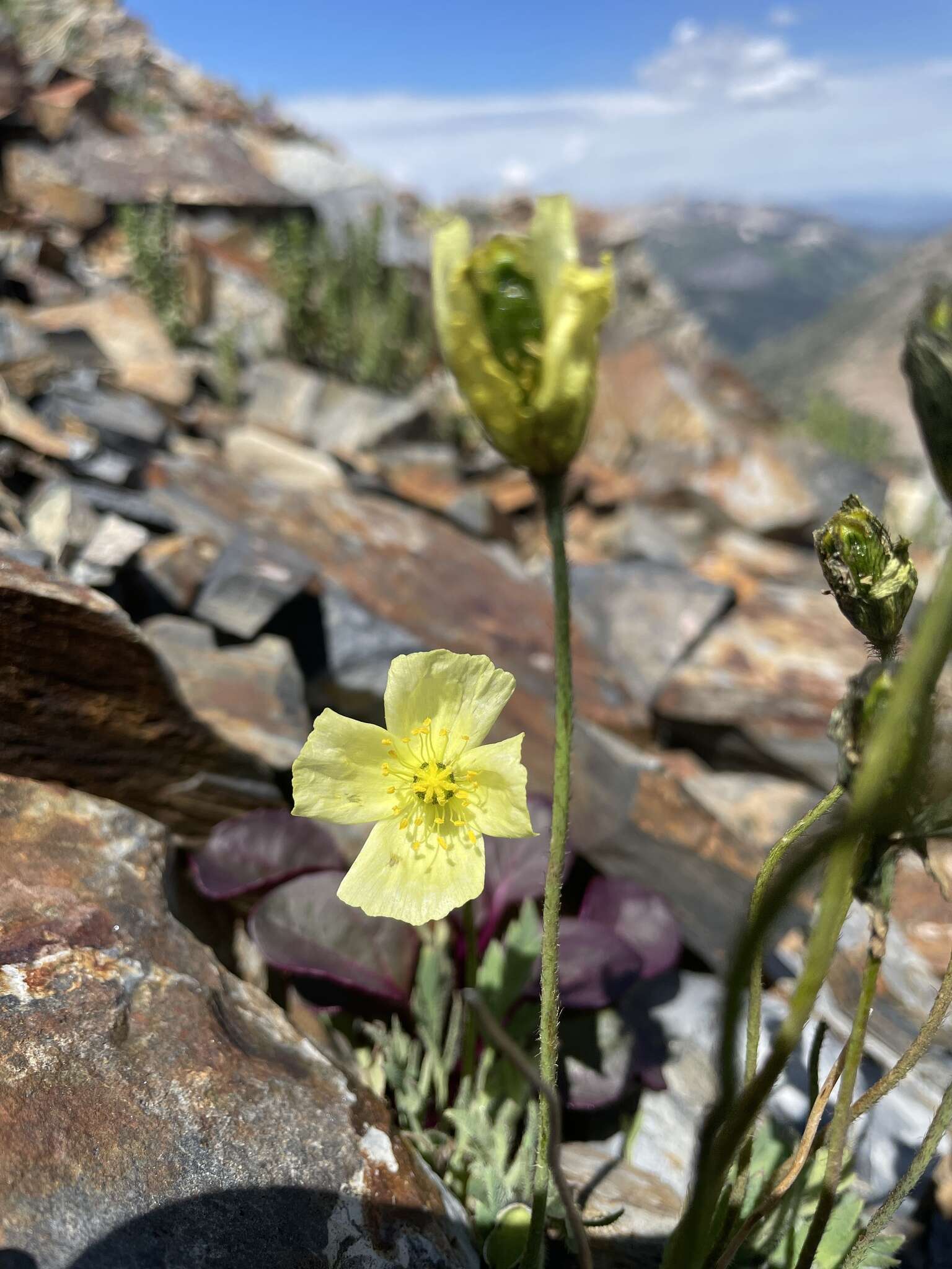 Image of Papaver radicatum subsp. kluanense