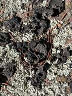 Image of Blistered rock tripe lichen