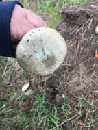 Image of Lactarius deliciosus (L.) Gray