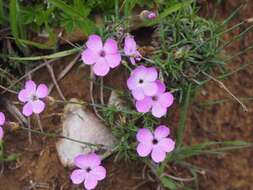 Image of Dianthus pungens L.