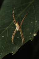 Image of Argiope perforata Schenkel 1963