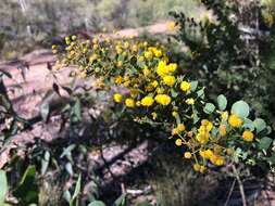 Image of Acacia sertiformis A. Cunn.