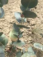 Image of milkweed milkvetch