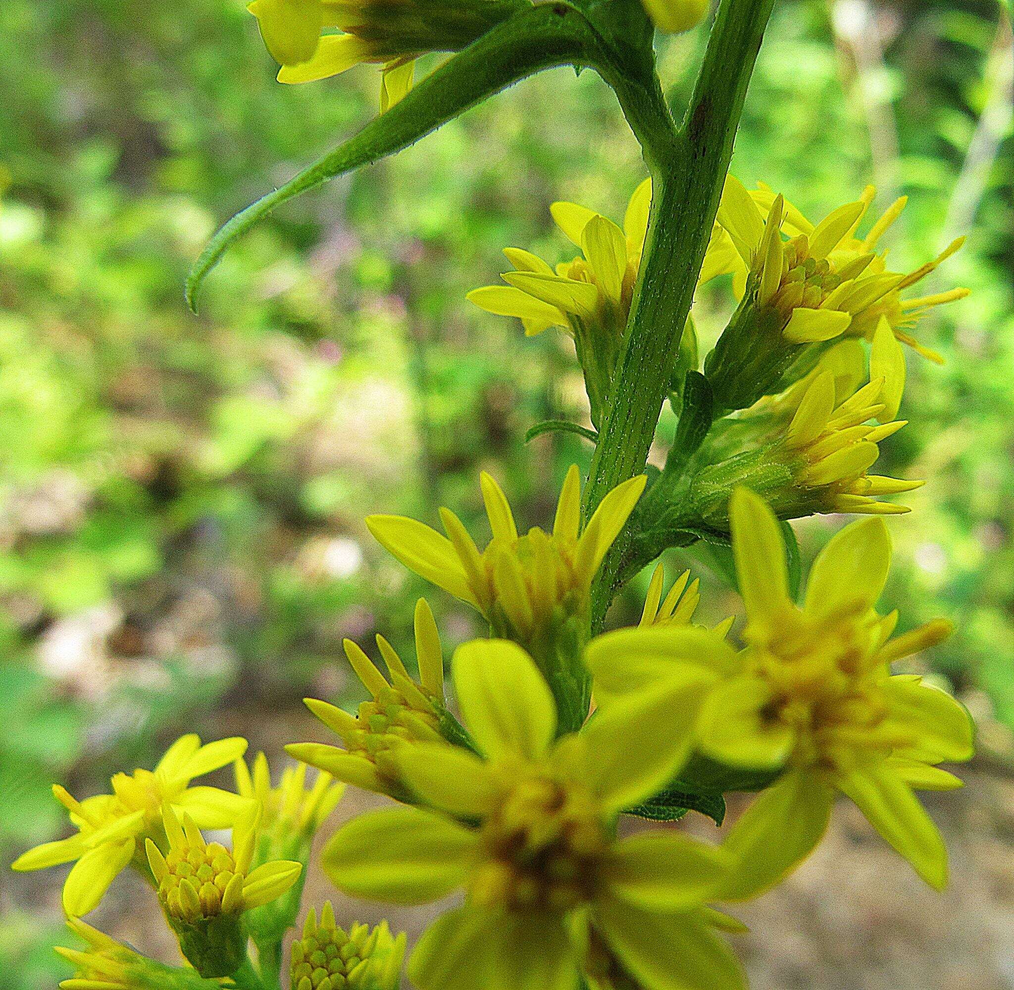 Image of Solidago pacifica Juz.