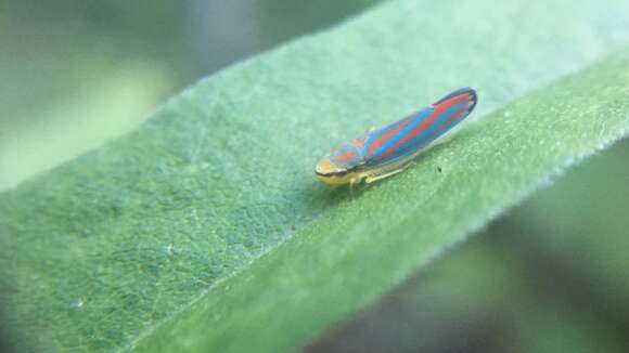 Image of Red-banded Leafhopper