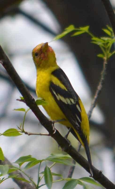 Image of Western Tanager