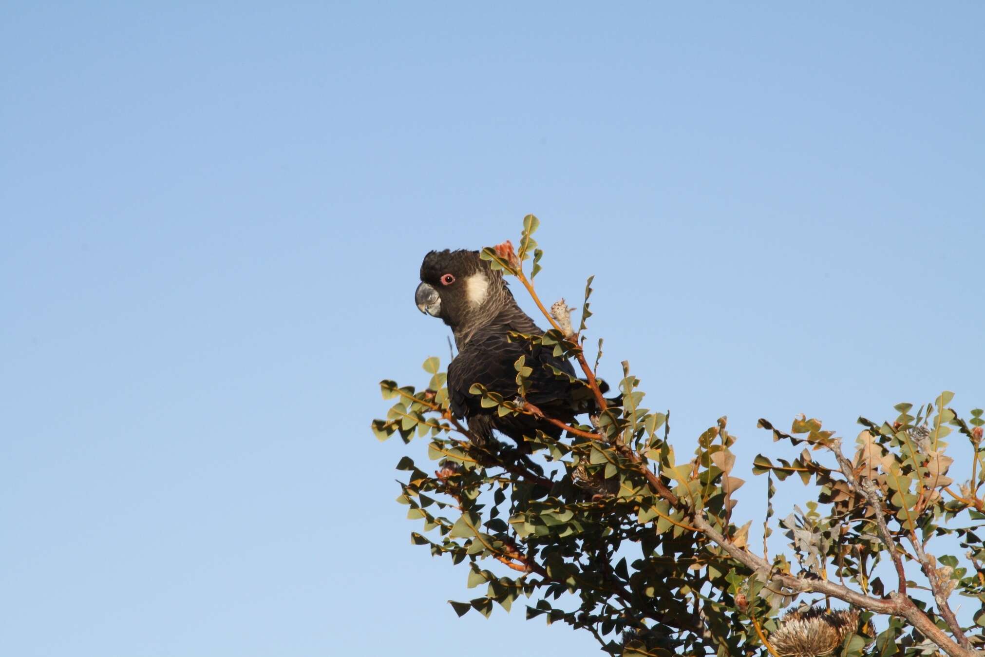 Image of Carnaby's Black Cockatoo