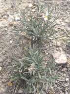 Image of White Sands fanmustard