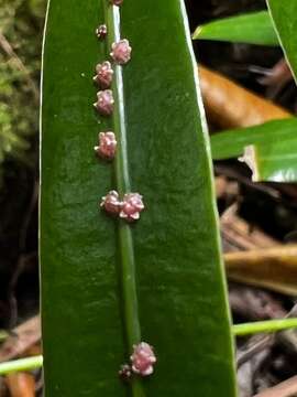 Image of Pink wax scale