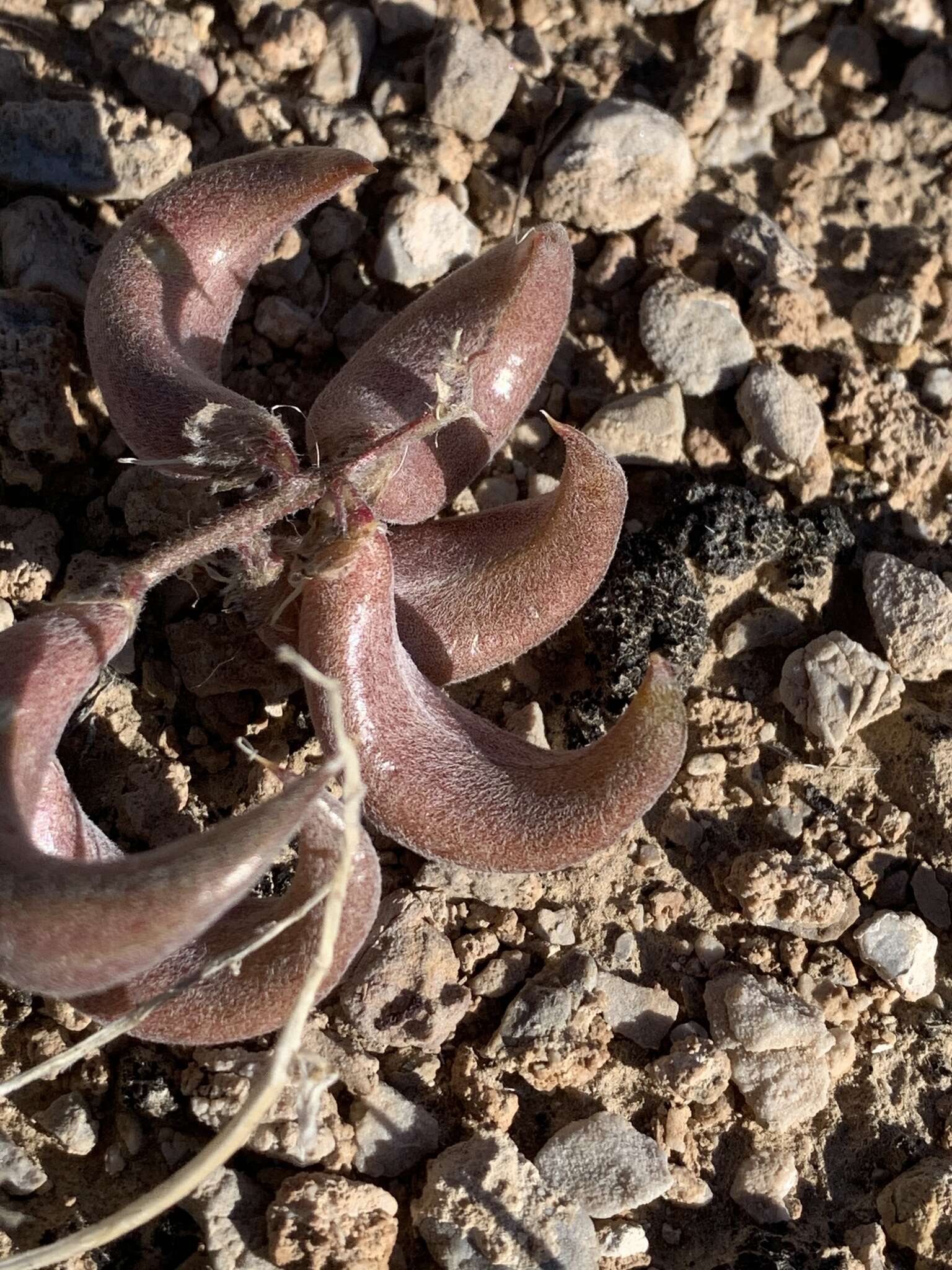 Sivun Astragalus tidestromii (Rydb.) Clokey kuva