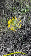 Image of common goldenstar