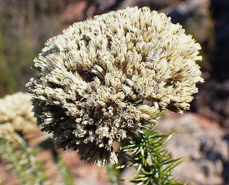 Image of Metalasia trivialis P. O. Karis