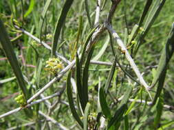 Image of Gymnosporia linearis subsp. linearis