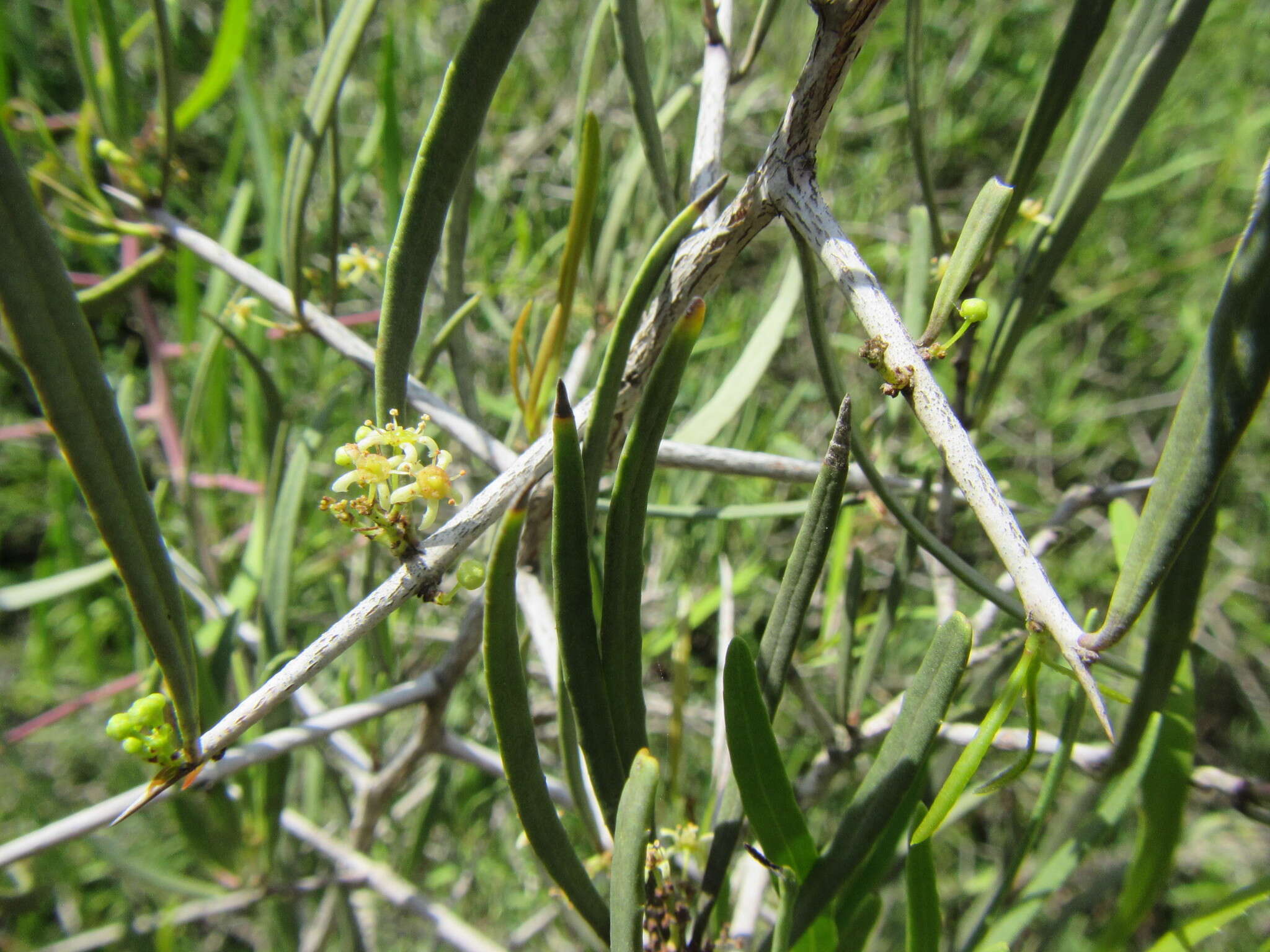 Image of Gymnosporia linearis subsp. linearis