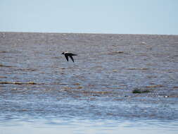 Image of Antarctic Giant-Petrel