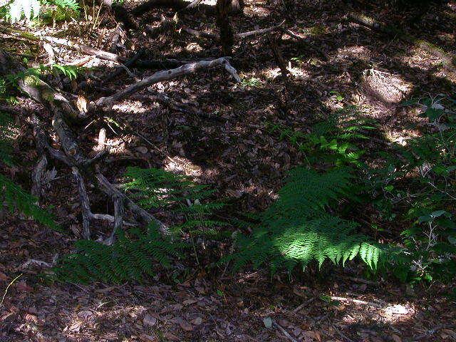 Image of Dryopteris oligodonta (Desv.) Pic. Serm.