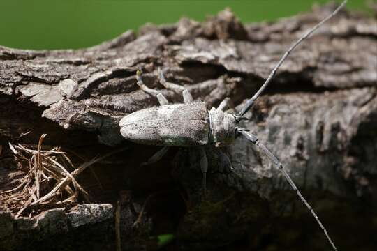 Image of Lochmaeocles marmoratus Casey 1913