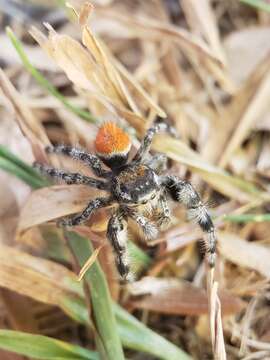 Image of Phidippus kastoni Edwards 2004