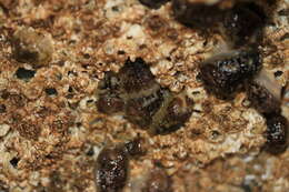 Image of barnacle-eating onchidoris