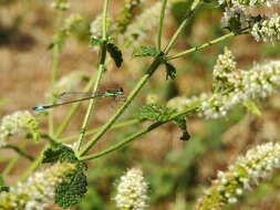 Imagem de Ischnura graellsii (Rambur 1842)