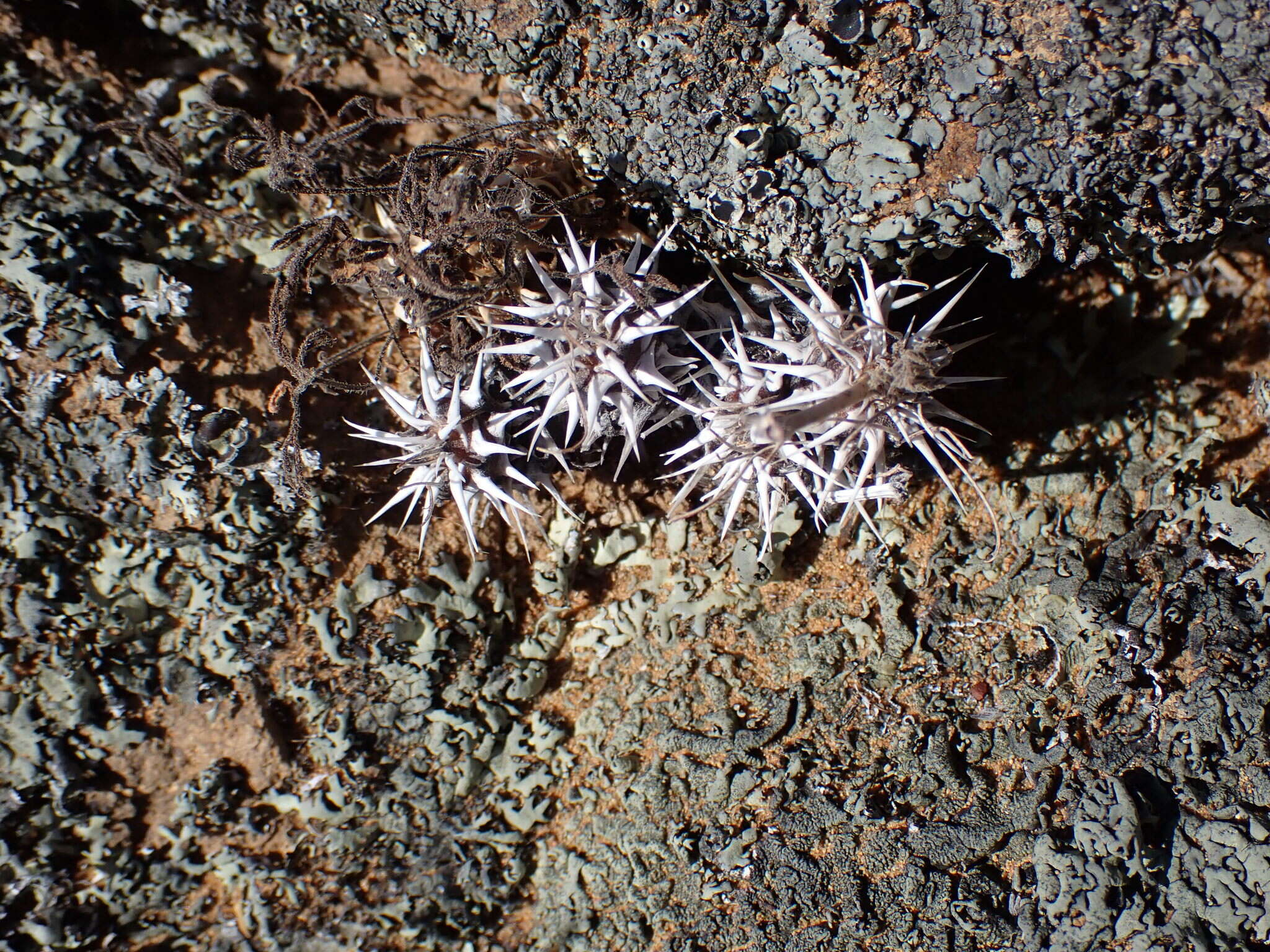 Image of Pelargonium hystrix Harv.