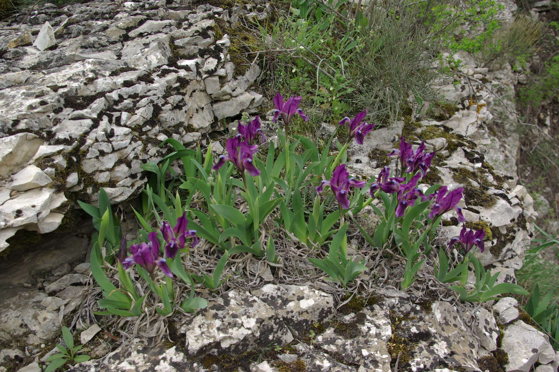 Plancia ëd Iris pumila L.