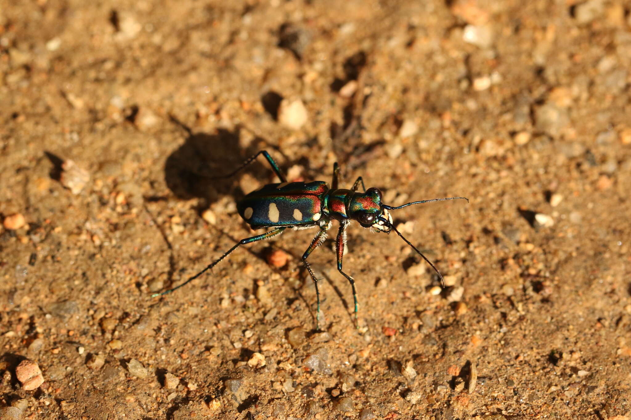 Imagem de Cicindela (Cosmodela) aurulenta Fabricius 1801