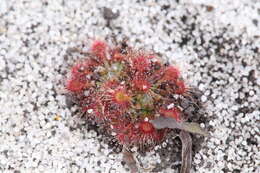 Image of Drosera patens Lowrie & Conran