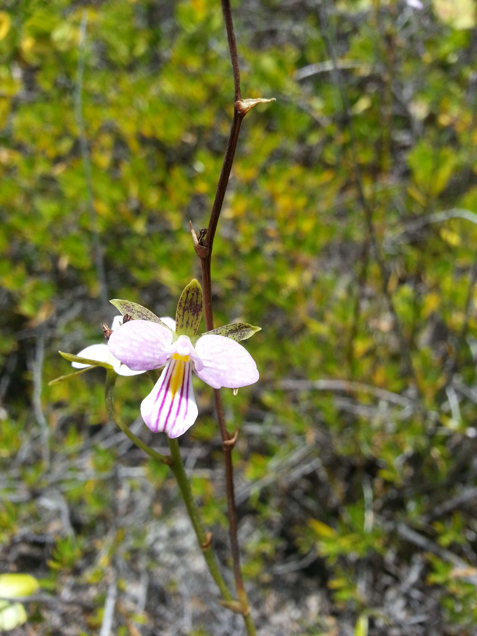 Image of wallflower orchid