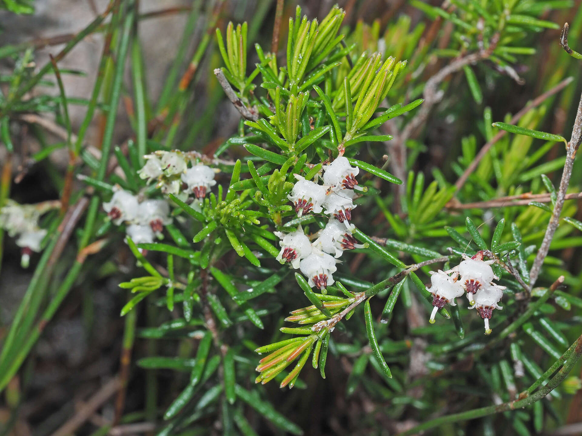 Image of Blunt Heath