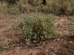 Image of Desert goosefoot