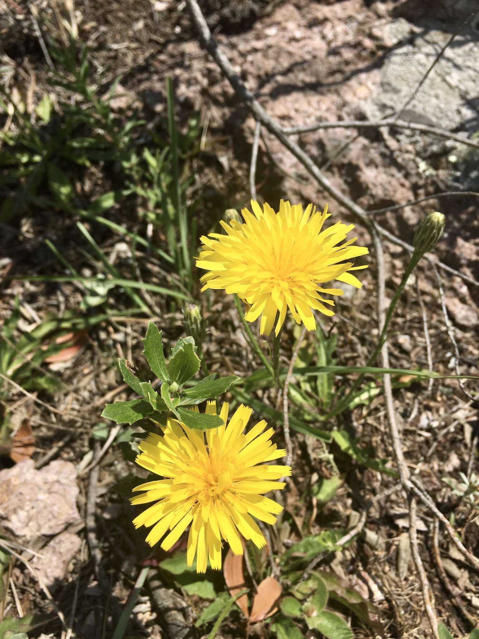 Image of Hypochaeris variegata (Lam.) Baker