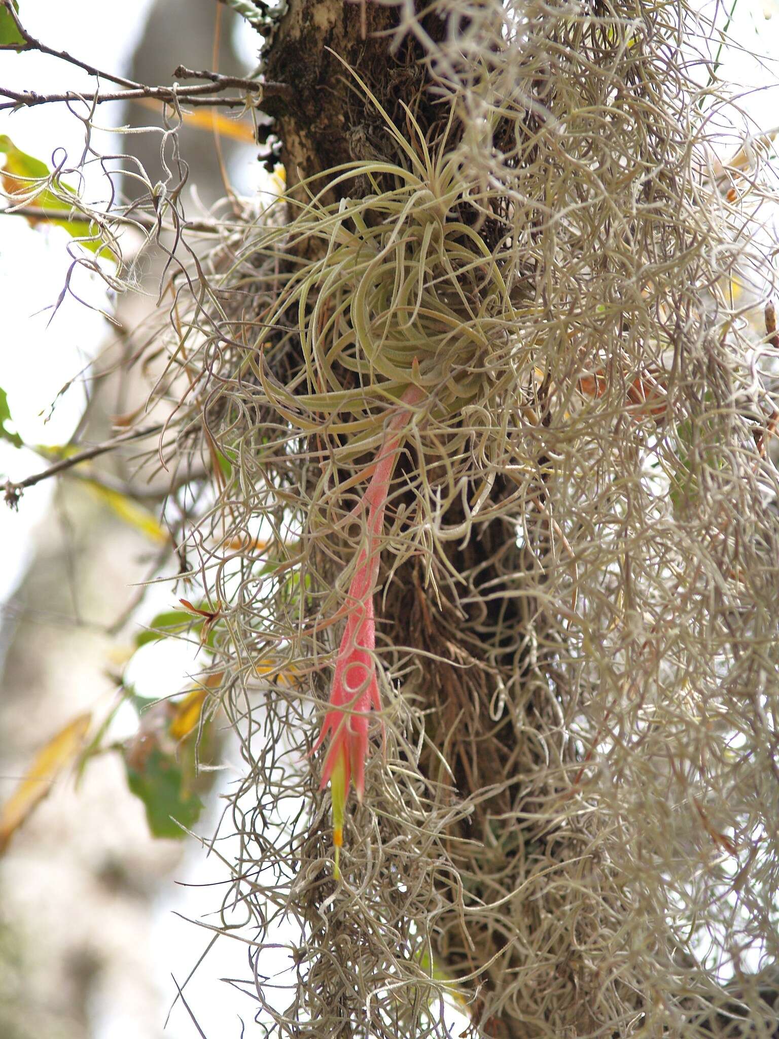 Imagem de Tillandsia erubescens var. arroyoensis W. Weber & Ehlers