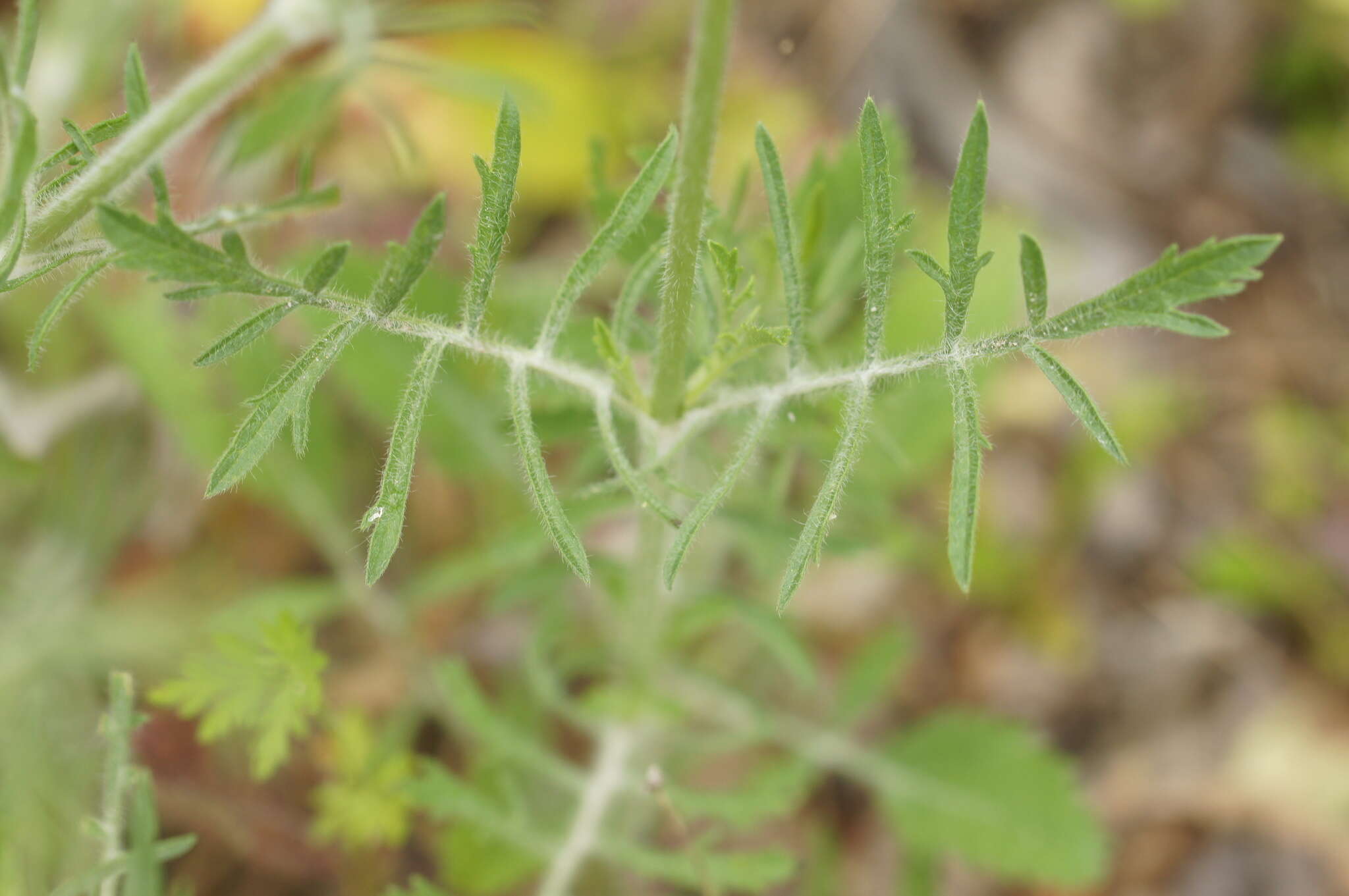 Image of Sixalix atropurpurea (L.) W. Greuter & Burdet