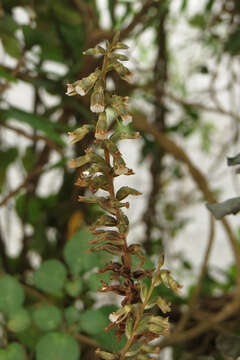 Image of tall ladies'-tresses