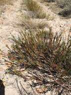 Image of Leucadendron flexuosum I. Williams