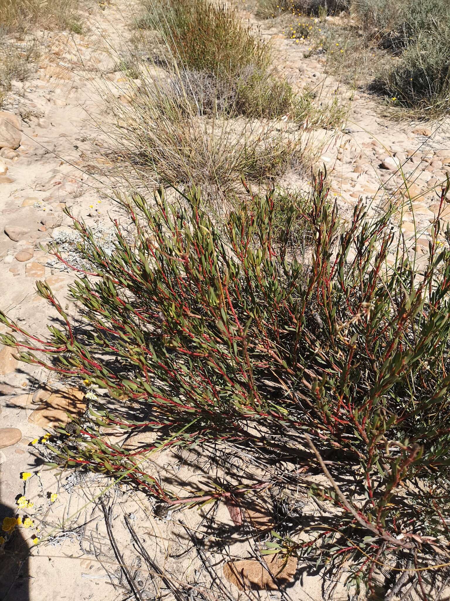 Image de Leucadendron flexuosum I. Williams