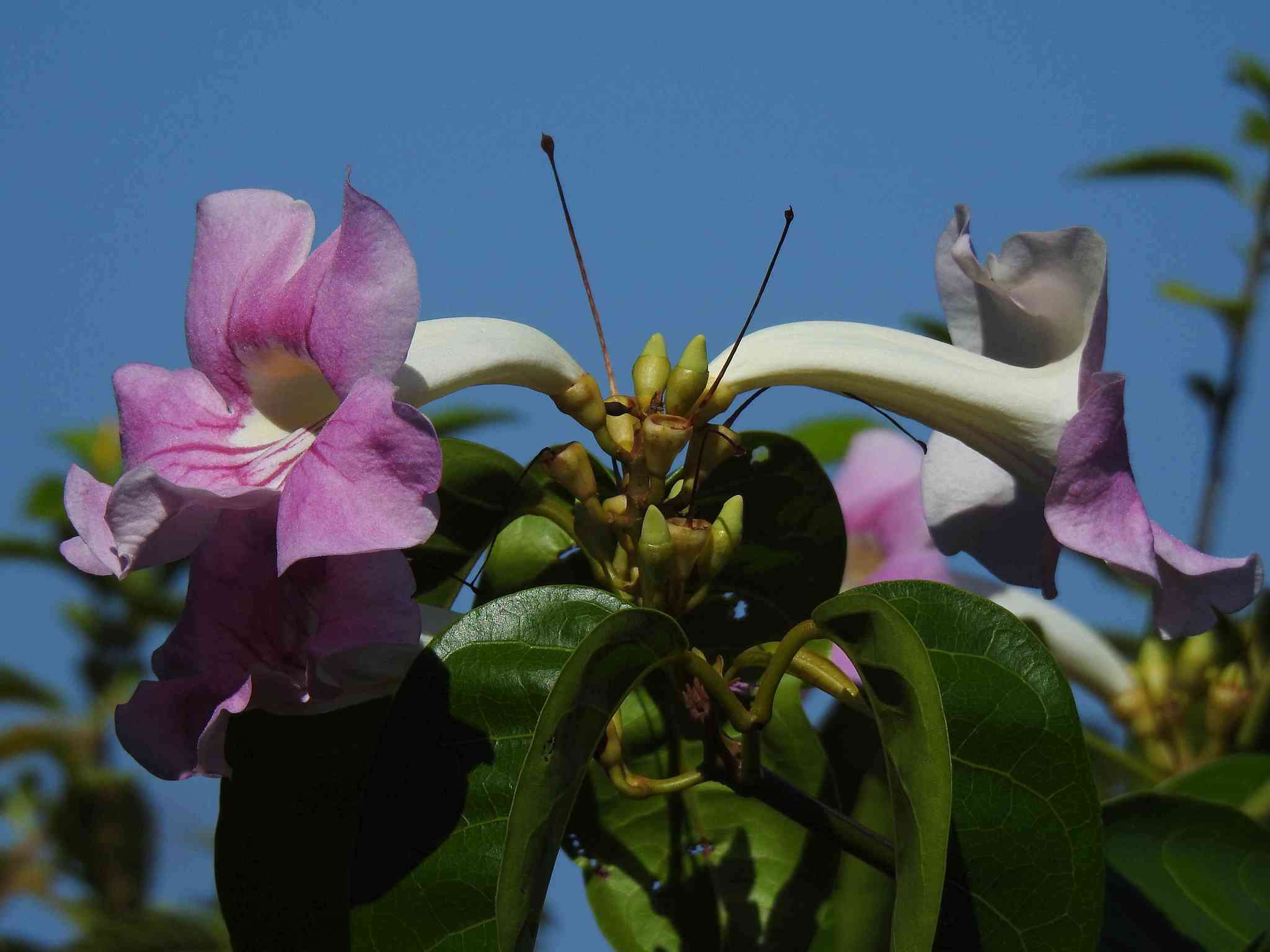 Imagem de Bignonia aequinoctialis L.