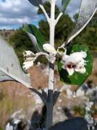 Image of Vitex betsiliensis Humbert