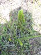 Image of Feather-Stem Club-Moss